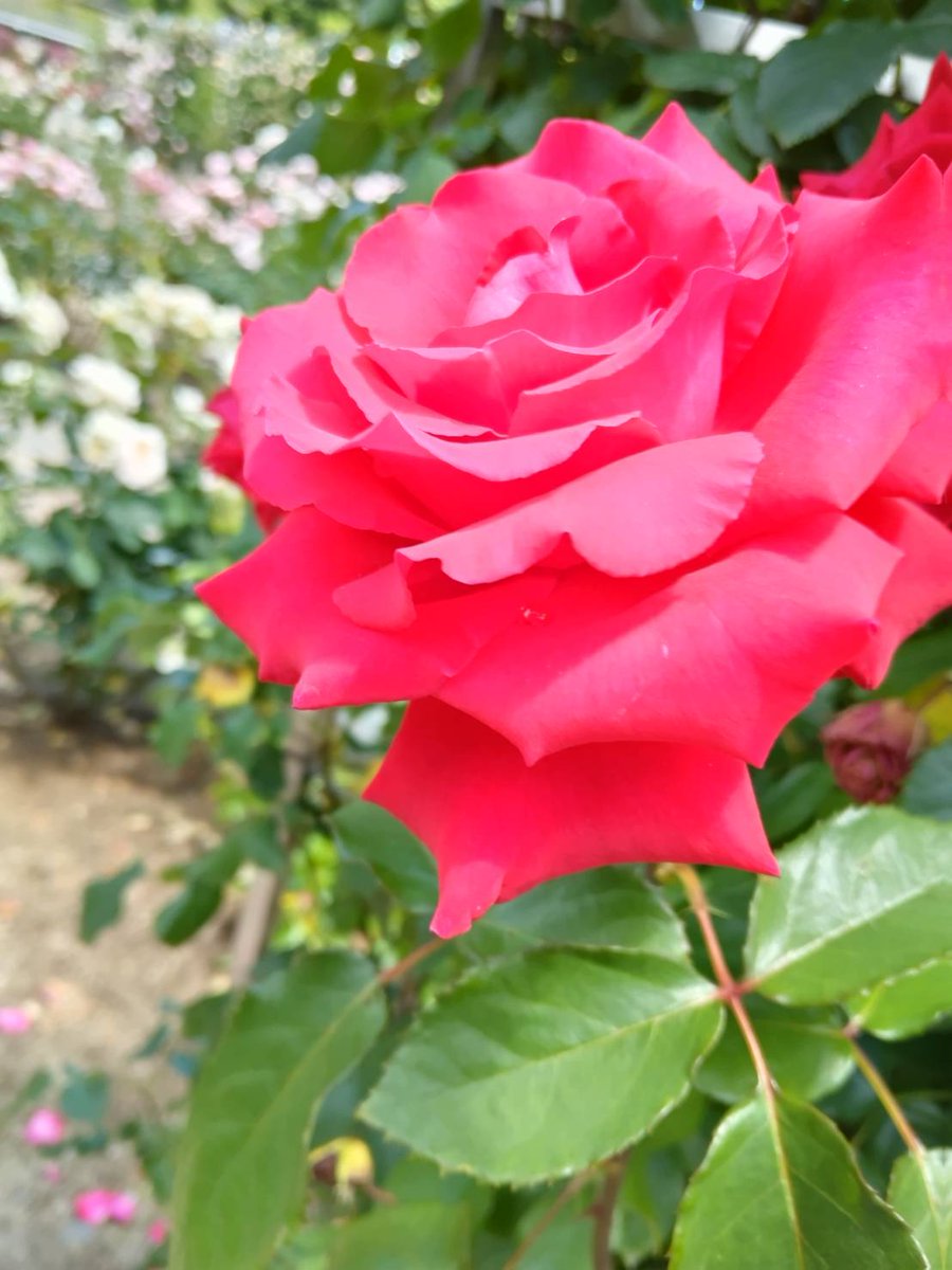kao5159's tweet photo. 先週行った、ぎふワールド・ローズガーデンのバラ🌹 https://t.co/ISE1YV6SZu