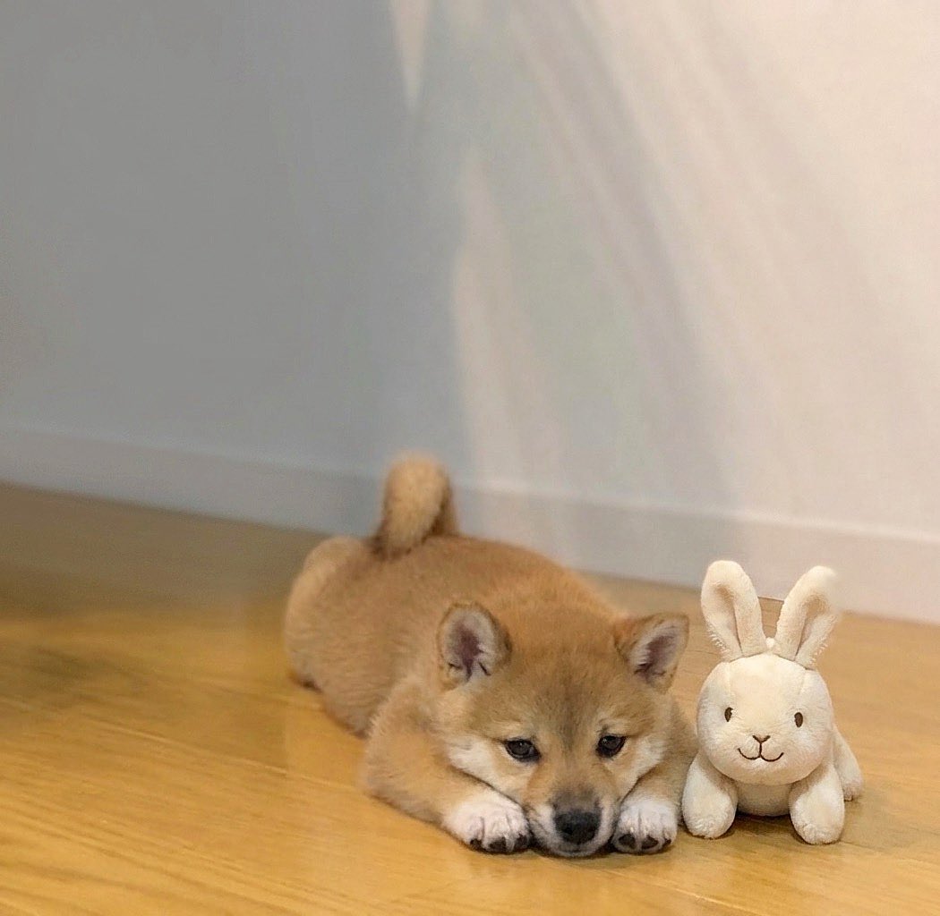 柴犬·͜·♡もも tweet media