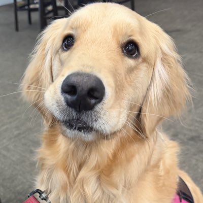 Maggie’s Great Adventure tweet media