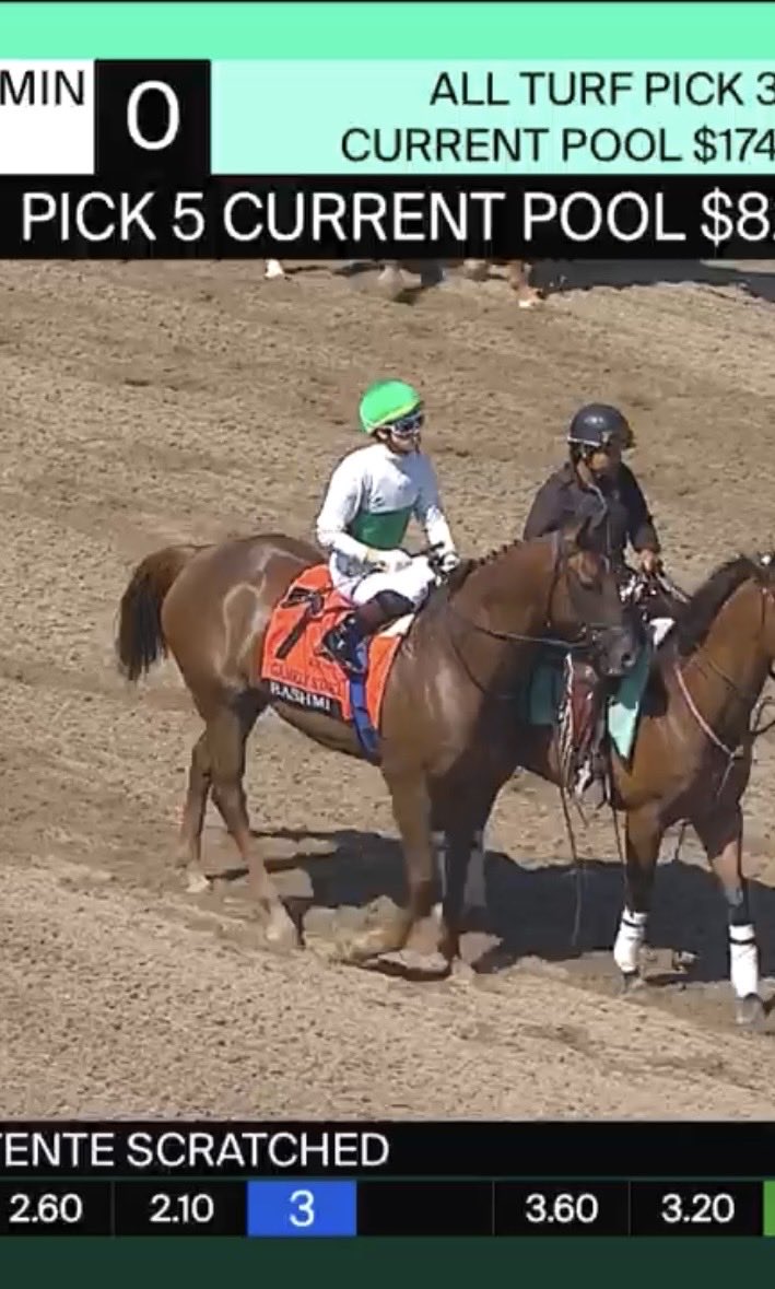 headleybell's tweet photo. Huge effort for OSCAR PERFORMANCE daughter RASMI with a 2nd in G1 Gamely S…

Owned and bred by Eclipse Award winning shareholder, GEORGE STRAWBRIDGE &amp; trained by Jonathan Thomas &amp; raised Stone Farm..

Another example how Oscar Performance ‘moves up his mares’!

MILL RIDGE https://t.co/jPmQuHv54g