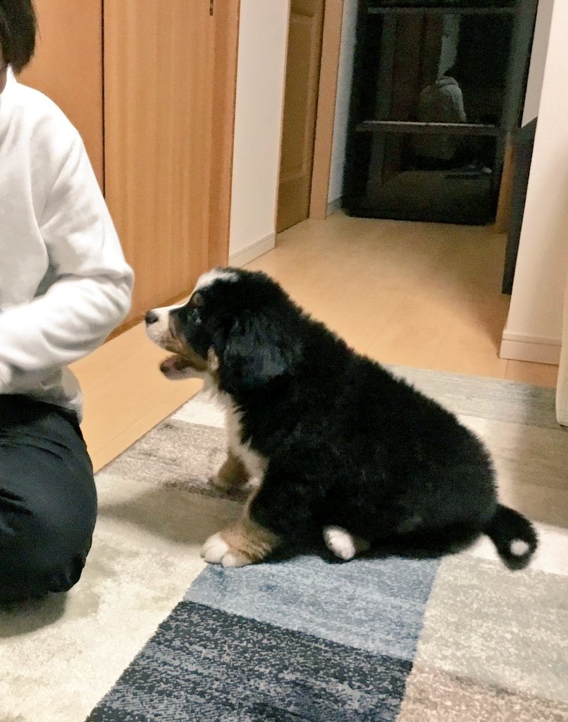 ここあ (@coco_bmd) / Posts / X