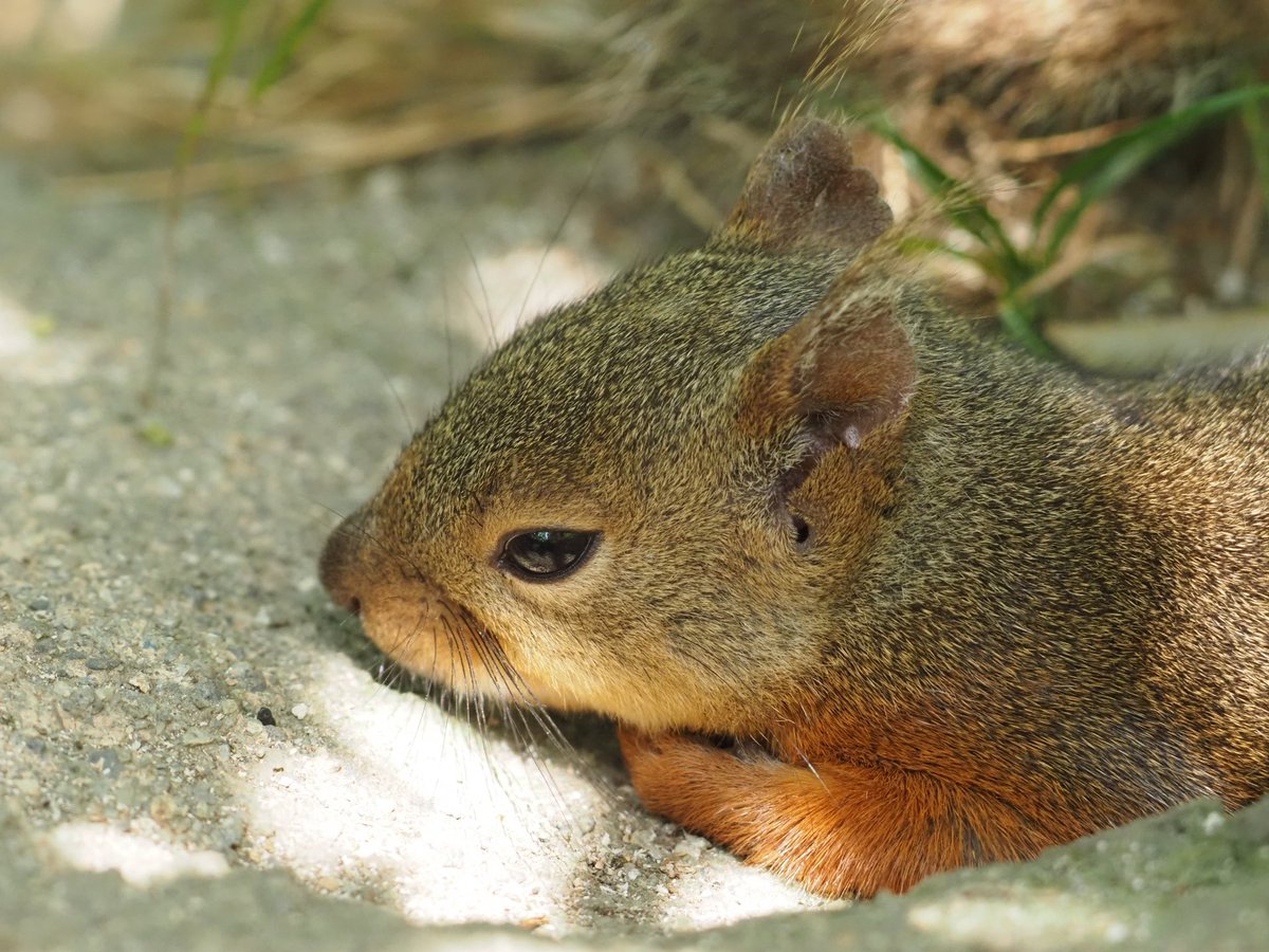 bluewindmaki's tweet photo. はぁ…行きたくないな… 🐿️ https://t.co/FuDcriasO3