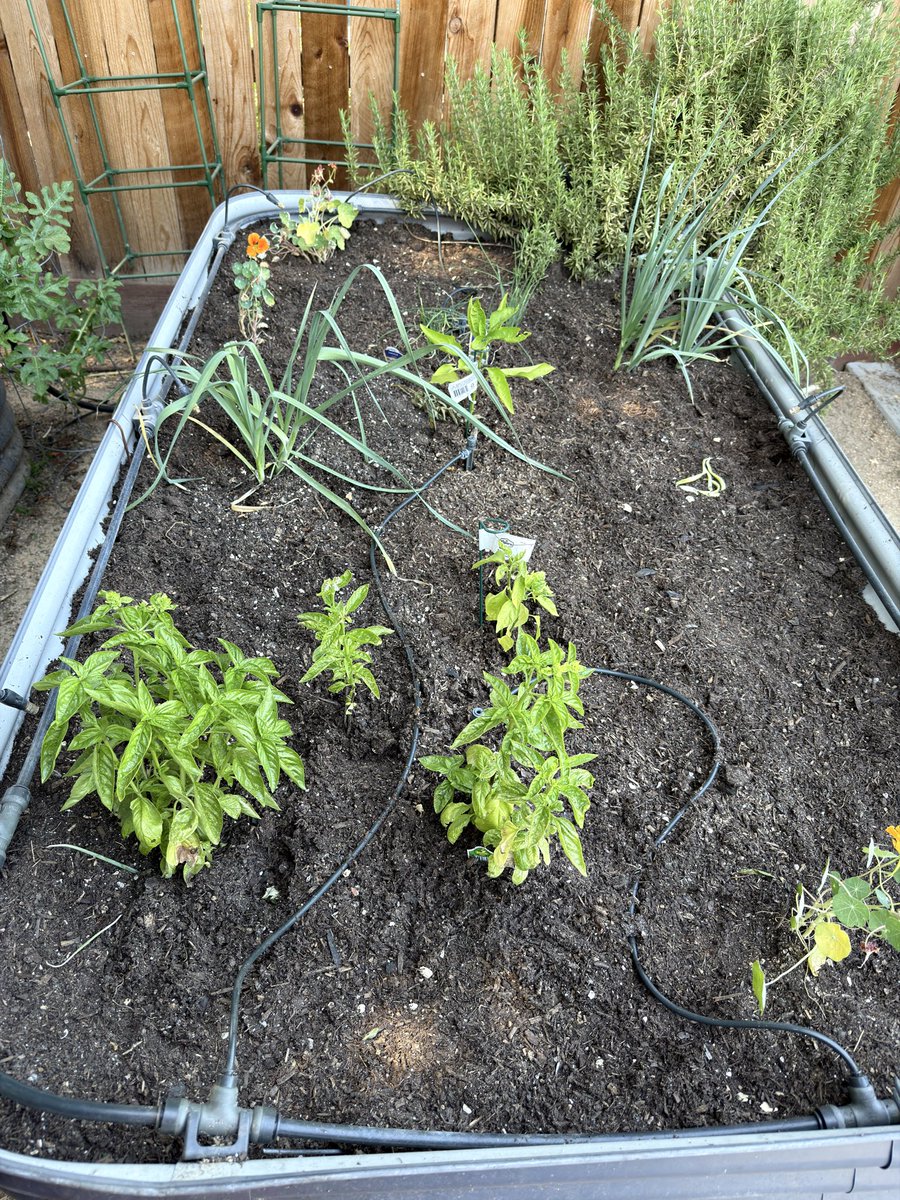 panzer's tweet photo. Had to do a refeed on one of my beds. It was under performing so a little bit of late spring reset https://t.co/EwnQsEqTgI