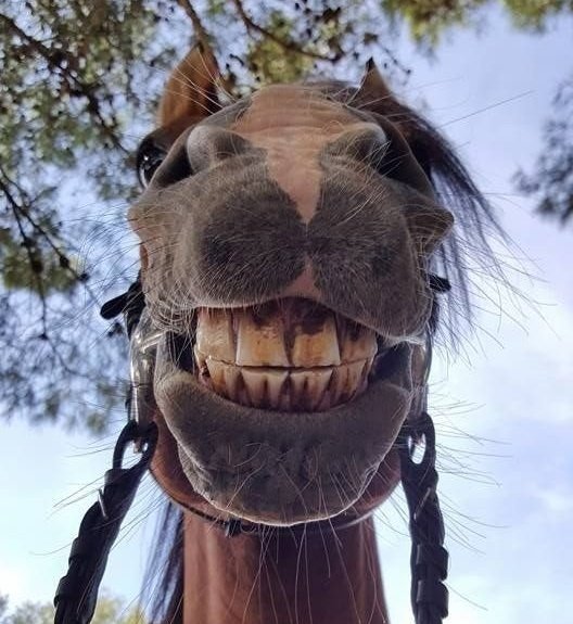 Zoska 🐴 🦈 tweet media