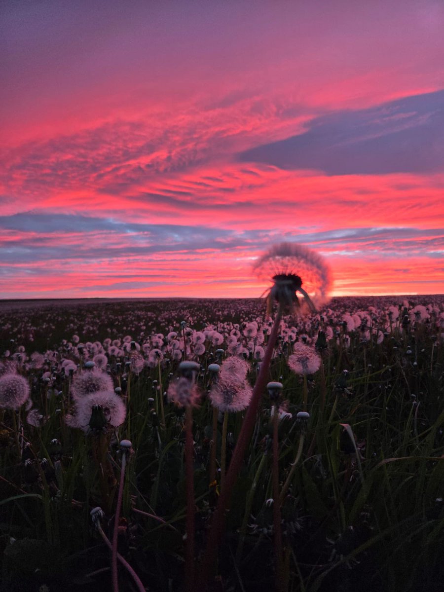 OrkneyUncovered's tweet photo. Dandelions on Stronsay at sunset this evening. https://t.co/tiwLIipNga