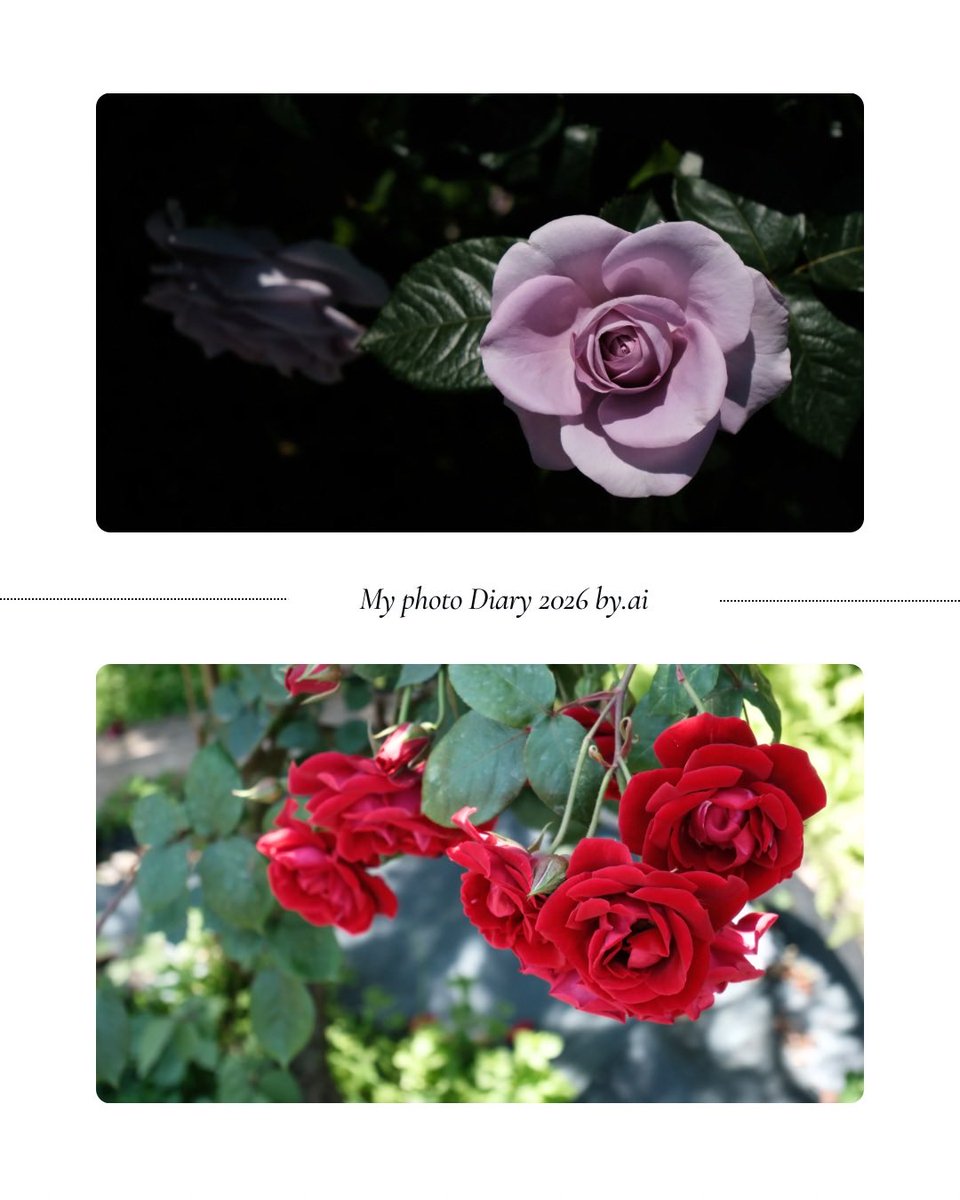 aiphotodesign's tweet photo. おはようございます。
春バラも終盤になりました。
秋がまた楽しみです。
梅雨が近づき
体調が不安定になりやすいので
無理せず、ゆるりといきましょう。
#おはようございます #花の写真 #om5markII #マイクロフォーサーズ
#風景写真 https://t.co/mOrKAQQWSS