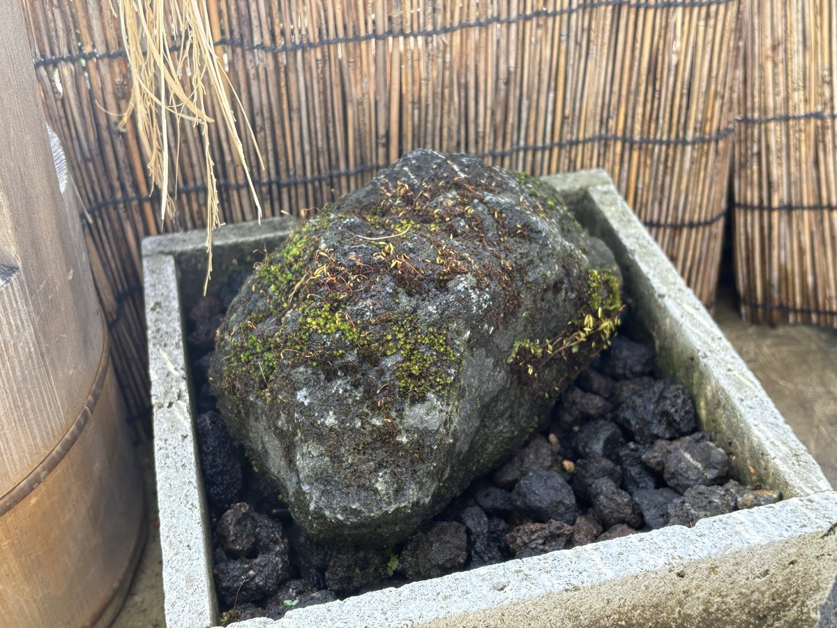 苔のむすまで1064日目 ---- ちっさい草🌱生えてきた！