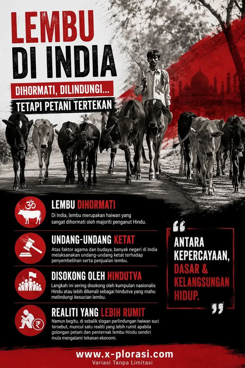 x_plorasi's tweet photo. Sebelum ini, ramai petani menjual lembu tua, lembu jantan yang tidak lagi digunakan untuk membajak, atau ternakan yang tidak produktif kepada pembeli Muslim. 

Baca artikel penuh klik link di bawah
https://t.co/3HZUGBYDbs https://t.co/Q2QXAKBvuZ