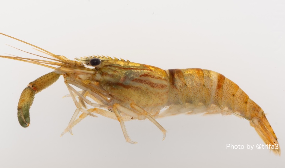 trifa3's tweet photo. 奄美大島からネッタイテナガエビを報告した共著論文がFauna Ryukyuanaから出版されました。私は計測をお手伝いしたぐらいで、採集から論文執筆まで主著者のMさんが精力的に進めてくれました。オープンアクセスです！（HPまだ更新されてないけど） https://t.co/0n0zkU9KGA