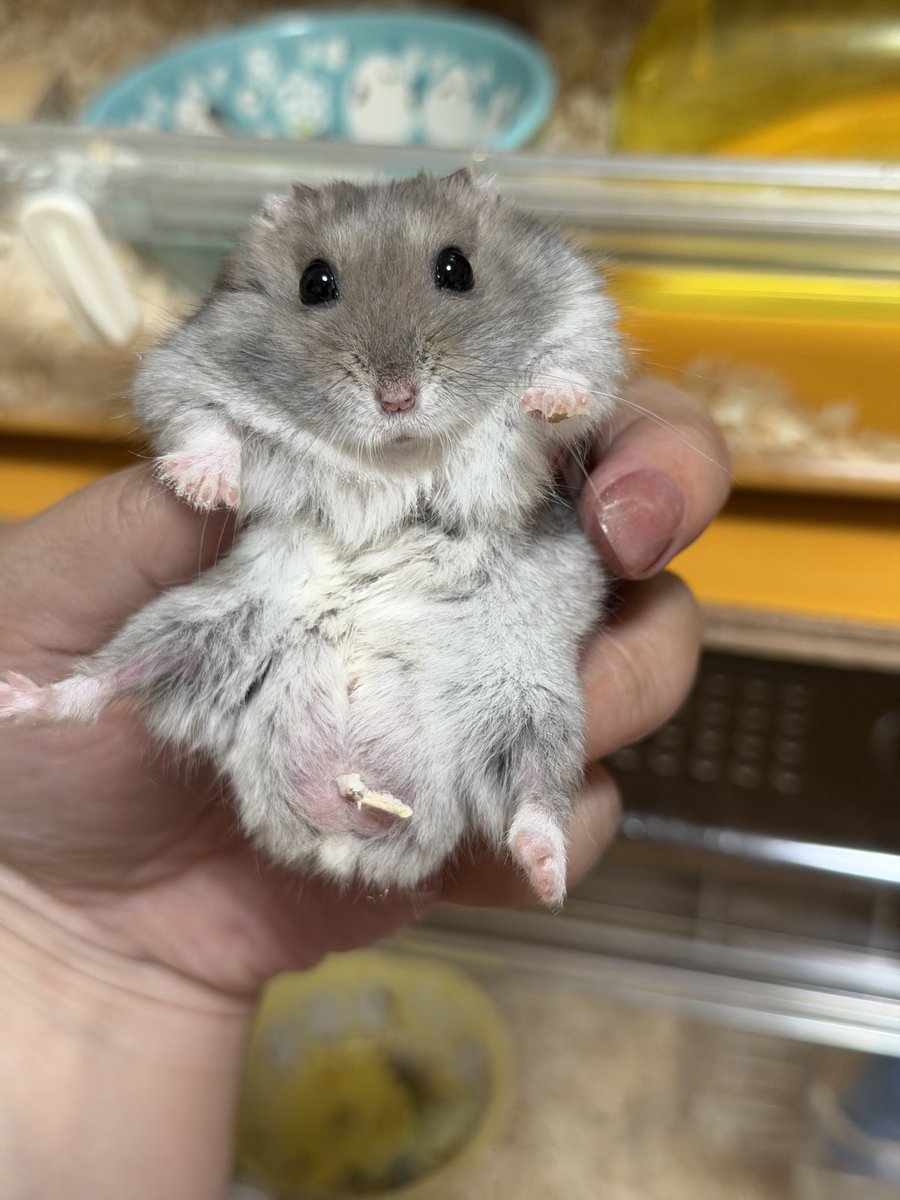 ハムっと🐹みなみ tweet media