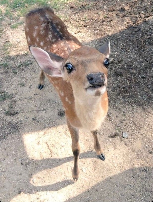 deer tweet media
