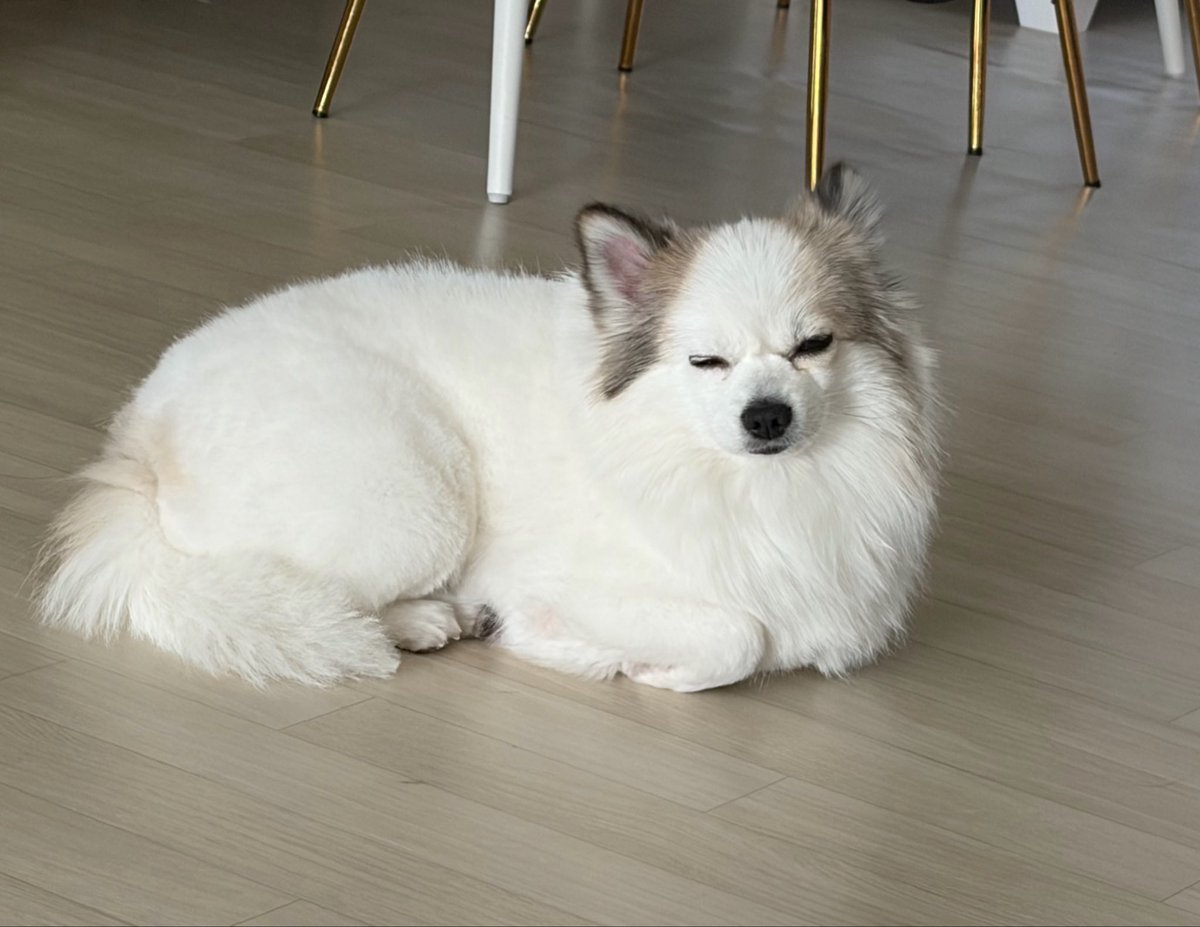 사츠이 さつい tweet media