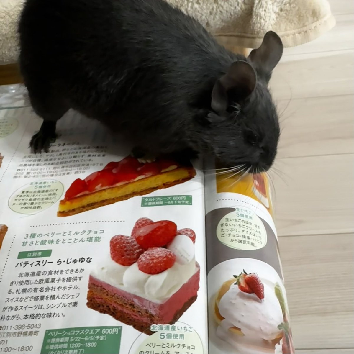 🐹うり♡にに🐭 tweet media