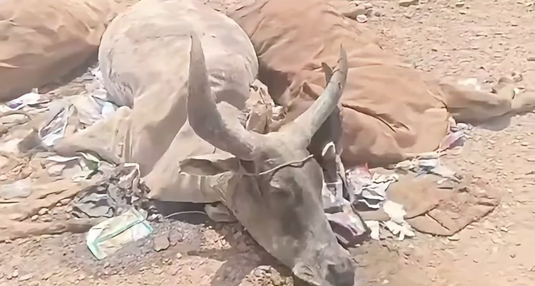 प्रभाष सिंह उग्र tweet media