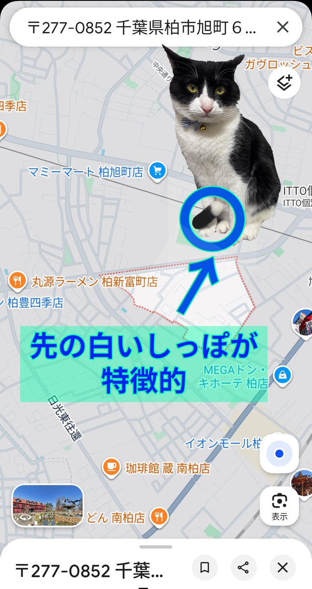 🐱うずかわ藍苑(迷子動物さん捜索応援アカ) tweet media