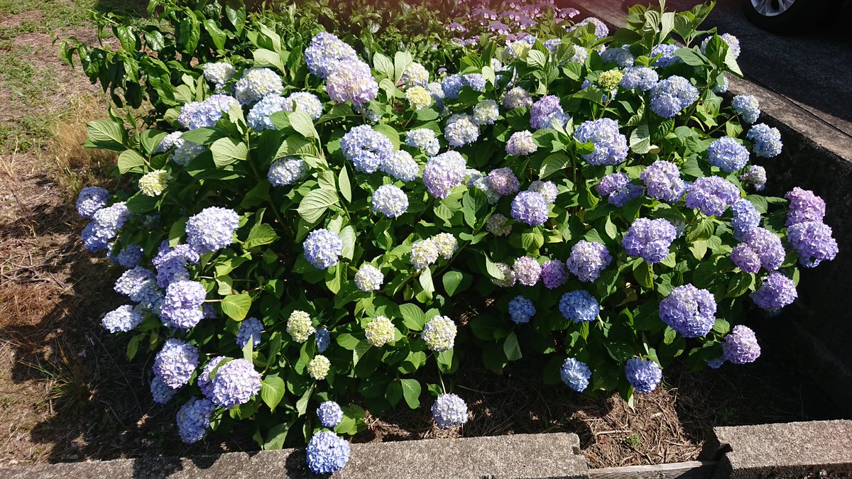 ampamp's tweet photo. 紫陽花が色づき始めました。 https://t.co/1AN9Q44RTz