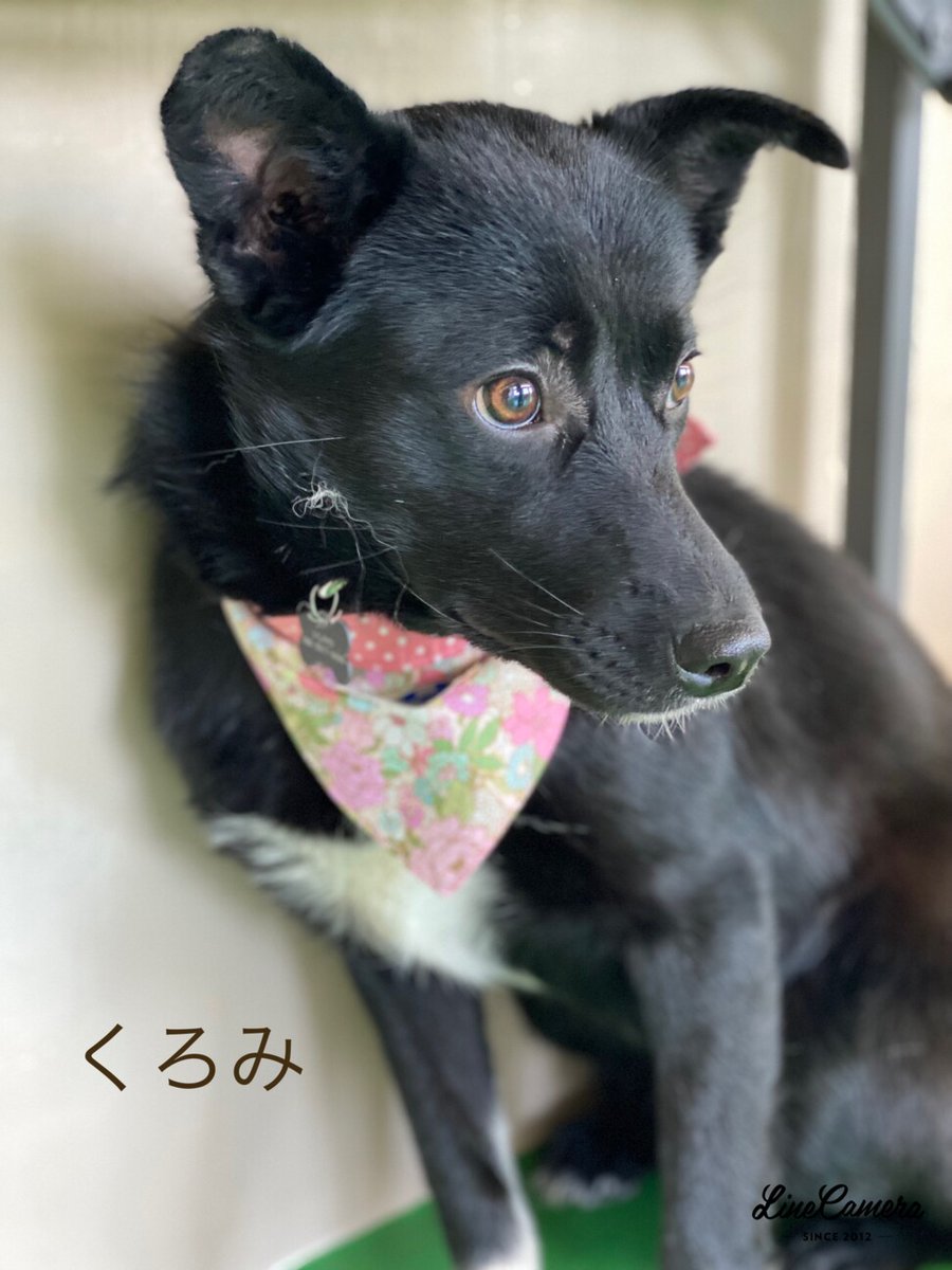 栃木県里親募集動物情報 tweet media