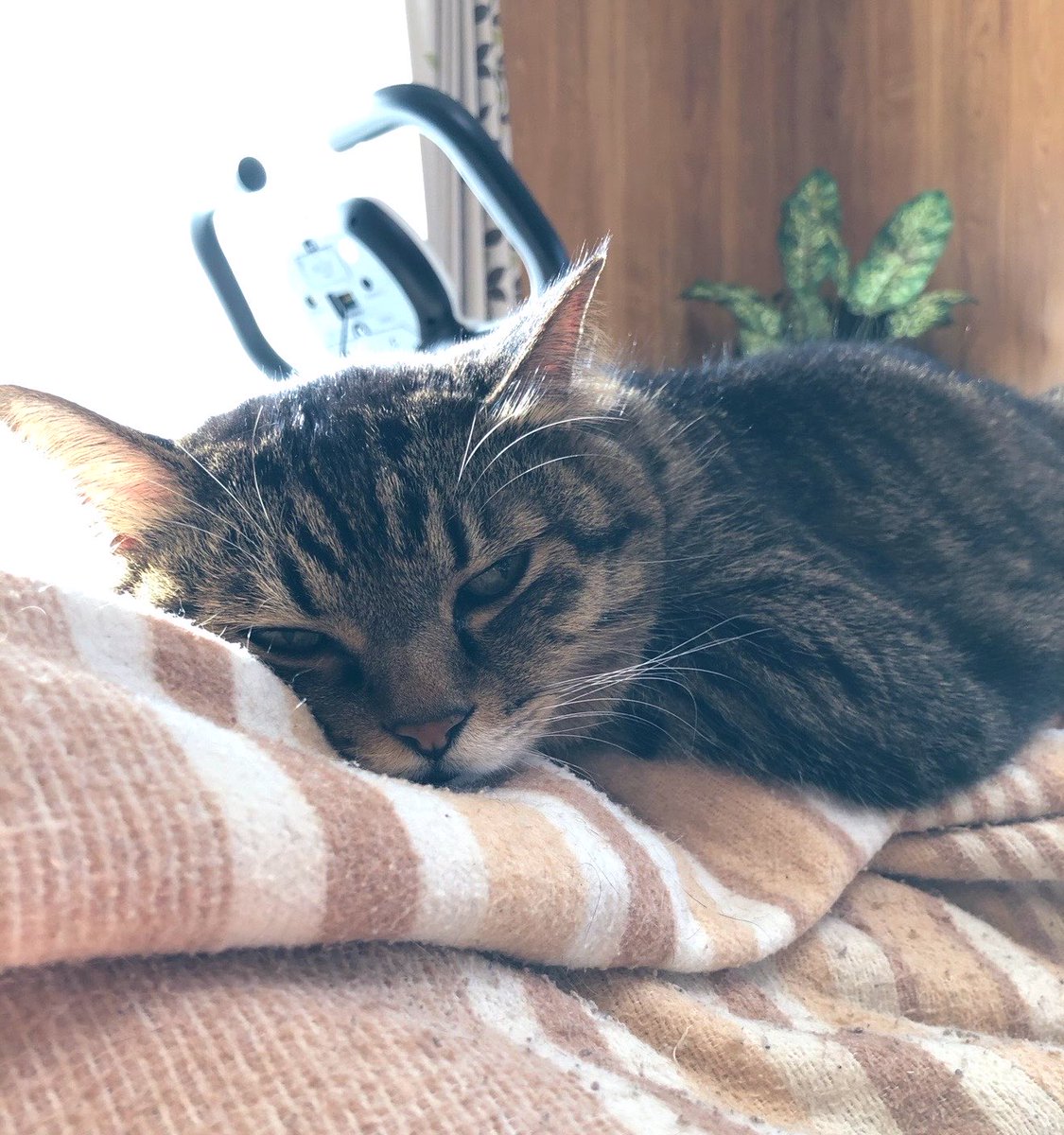 猫部長 tweet media