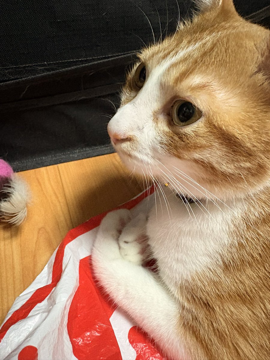 beni8syoga's tweet photo. おててがかわちいねぇ☺️ https://t.co/ajFyZjrjL6