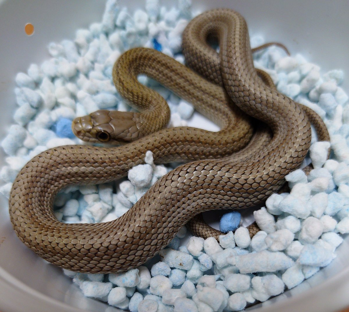 D_reptiles_'s tweet photo. アオダイショウのストライプ
 #アクアリウムバス https://t.co/sZqG74BhA9