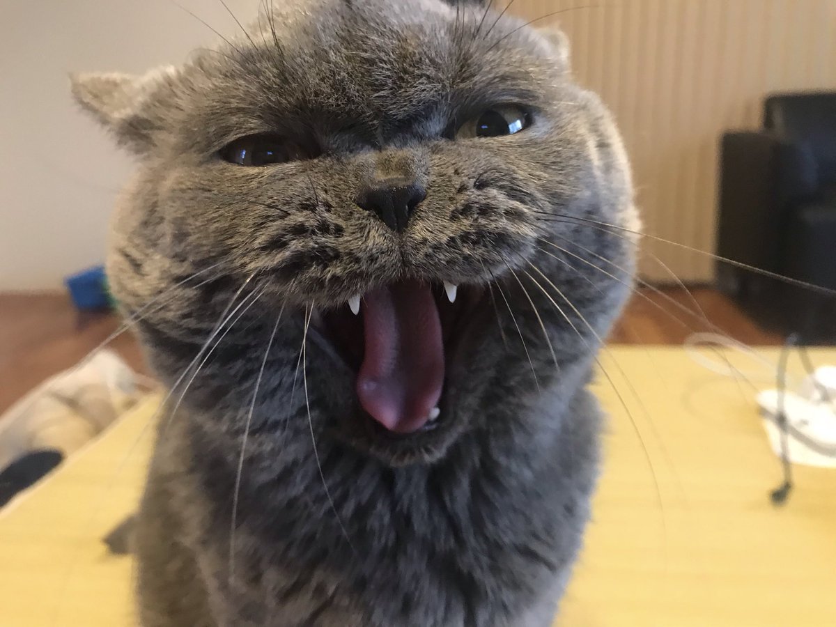 ゴロー「猫」と再起中(65歳) tweet media
