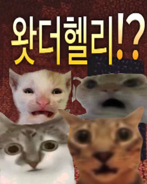 뚜 tweet media