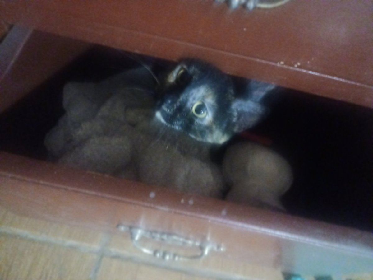 Temico_vt's tweet photo. Gata en cajón! https://t.co/KFlXzqJVpM
