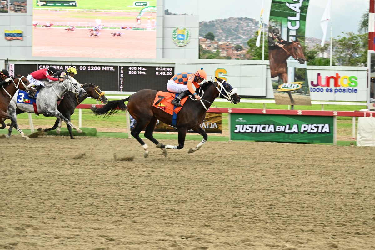 Haras La Primavera🇻🇪🏆 tweet media