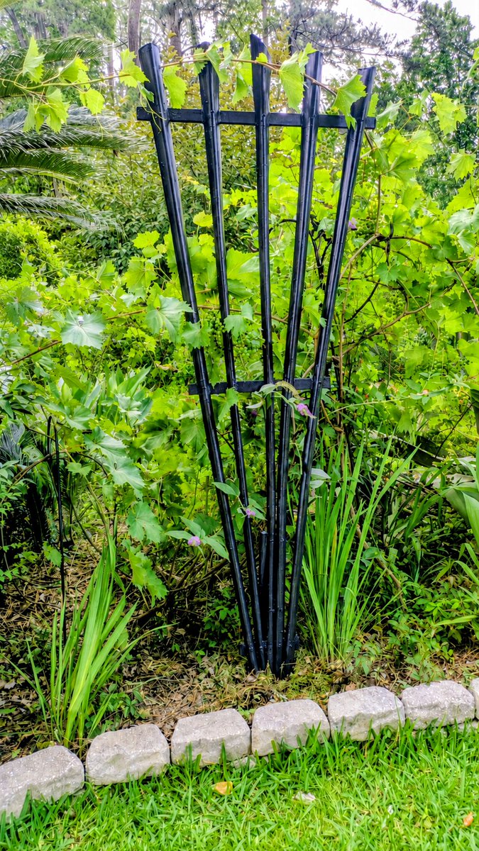 AngieWMansfield's tweet photo. After pruning my sable palm tree, I crafted the sticks into a natural trellis.  The trellis towers 7' tall and will support vining grapes. https://t.co/HyoeXr9zUD