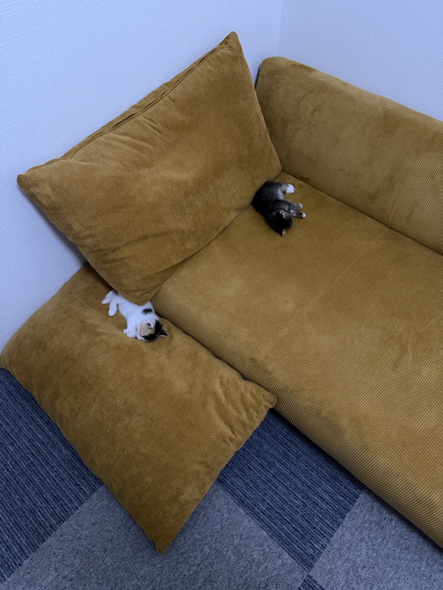 保護猫ラオと不器用男。@「こねこのがっこう」ミルクボランティア tweet media