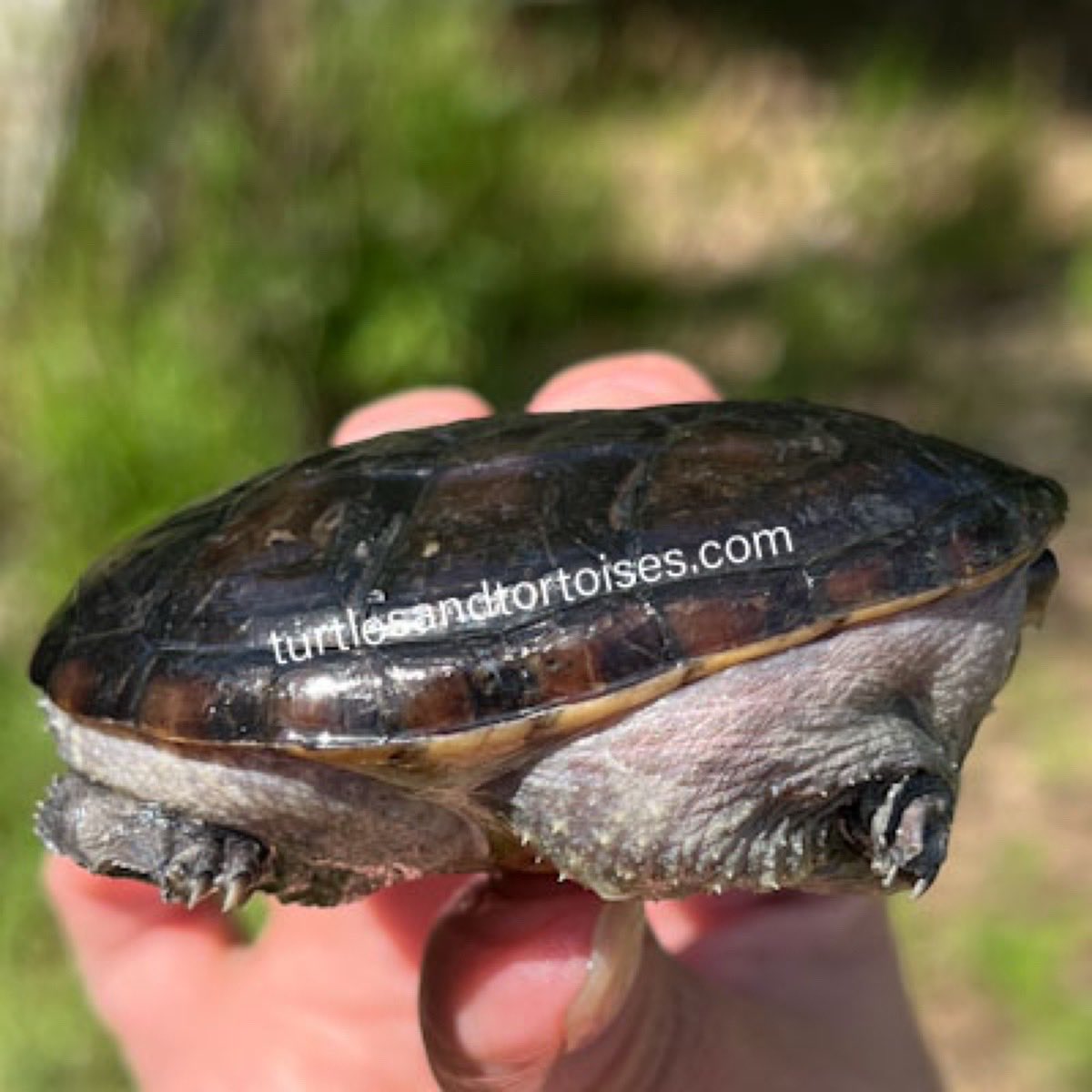 JayFrewer's tweet photo. Vampire Musk Turtle (Claudius angustatus)
.
.
#VampireMuskTurtle #Claudiusangustatus #photooftheday #turtlesandtortoisesinc https://t.co/spFUvOoajs