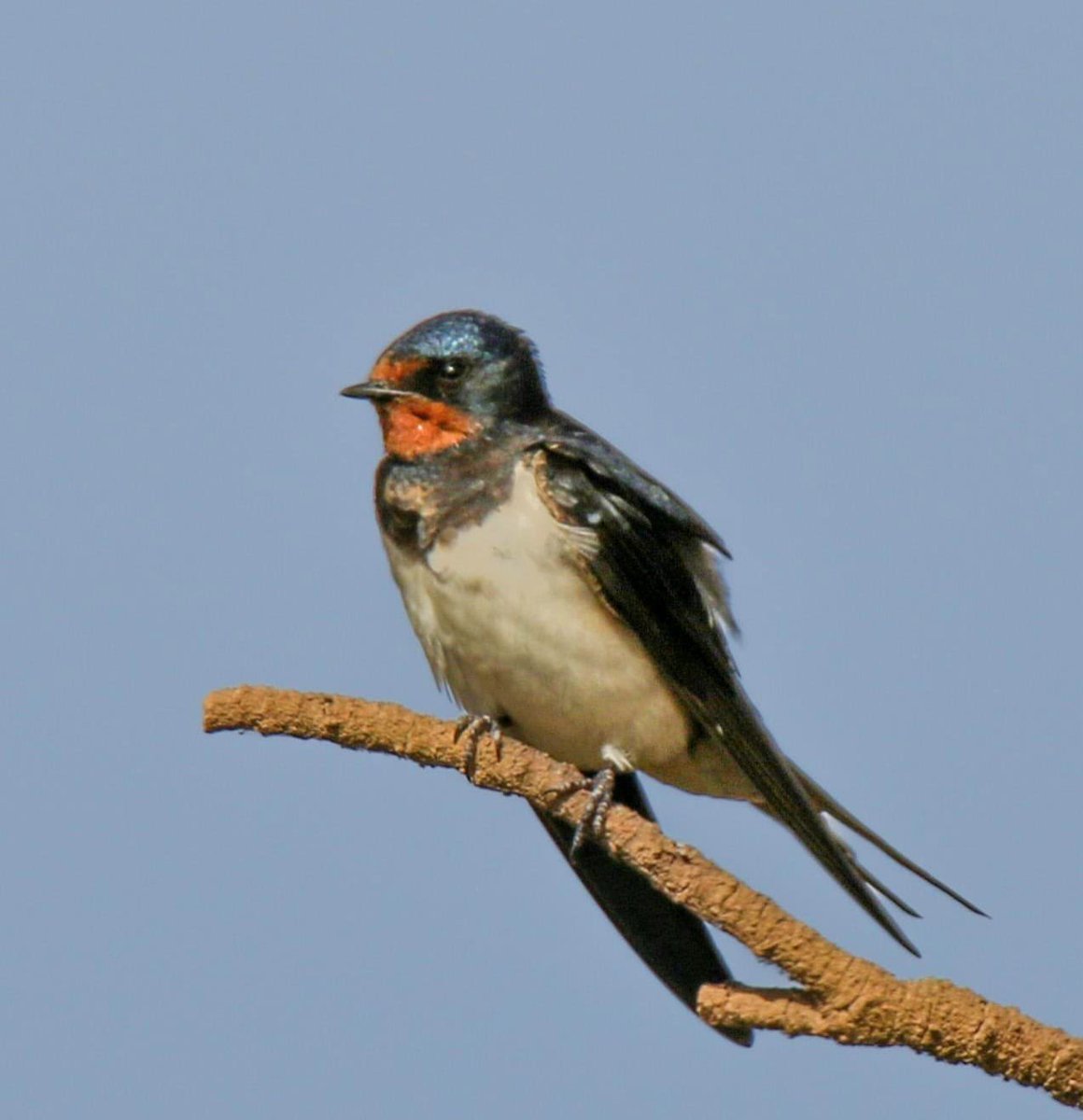 mbargache1's tweet photo. Barn Swallows 🇲🇦 https://t.co/spKABlWtgz