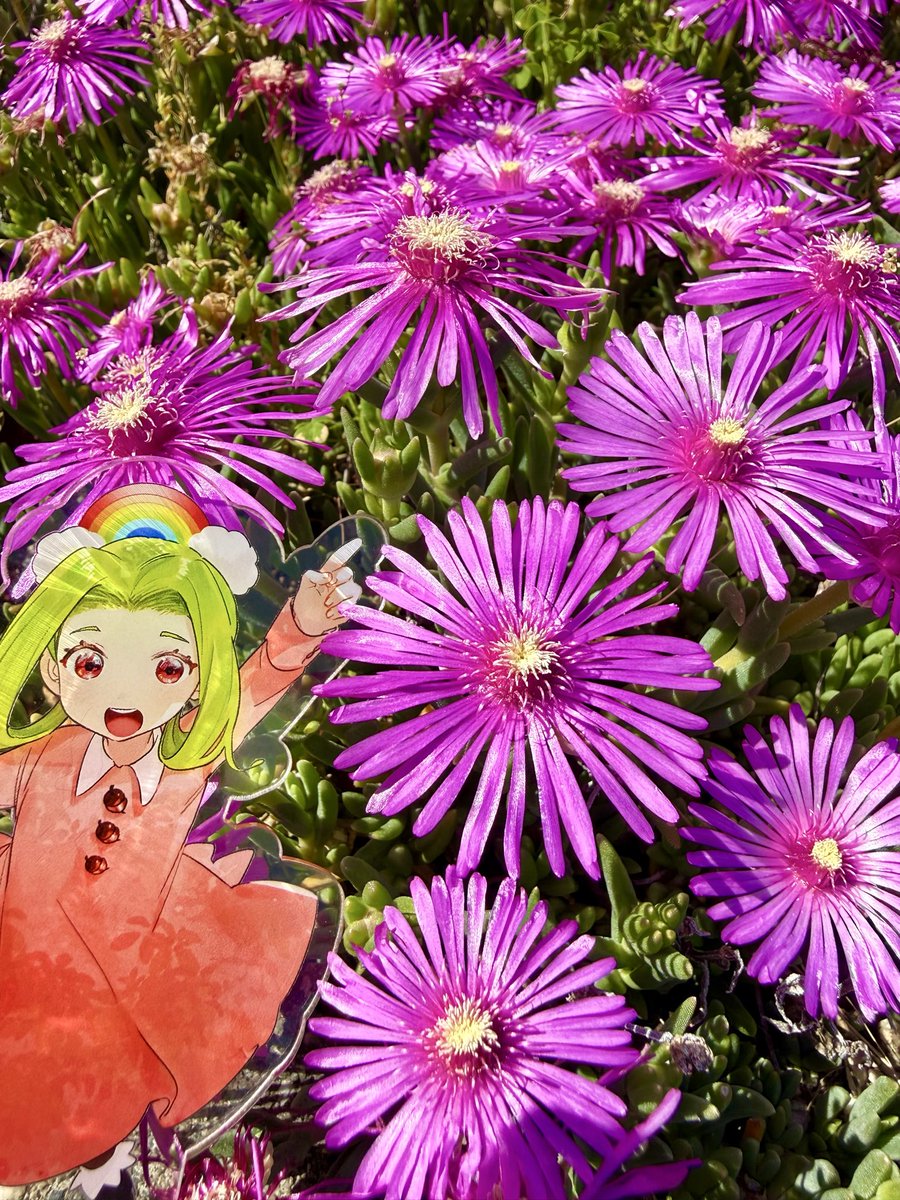 【公式】虹の丘ゆめ🌈自治体Vtuber🌸 tweet media