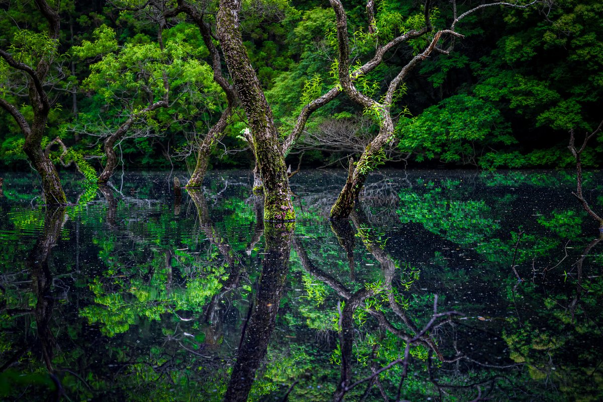 ywakuya's tweet photo. 新緑の森で癒されてきました。#ふぉと #写真好きな人と繋がりたい #風景 #写真 #福岡県 #糸島市 https://t.co/ZLcLsOBm1n