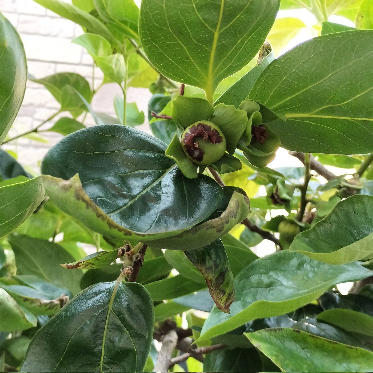 masamasa1's tweet photo. It's a beautiful day in Takaishi 😊 The azalea bushes I divided are in bloom. The persimmons look like they'll be a decent harvest this year. I'm enjoying eating loquats every day 🤩 #homegardening #azalea #persimmon #loquat https://t.co/RFziIMlD5T
