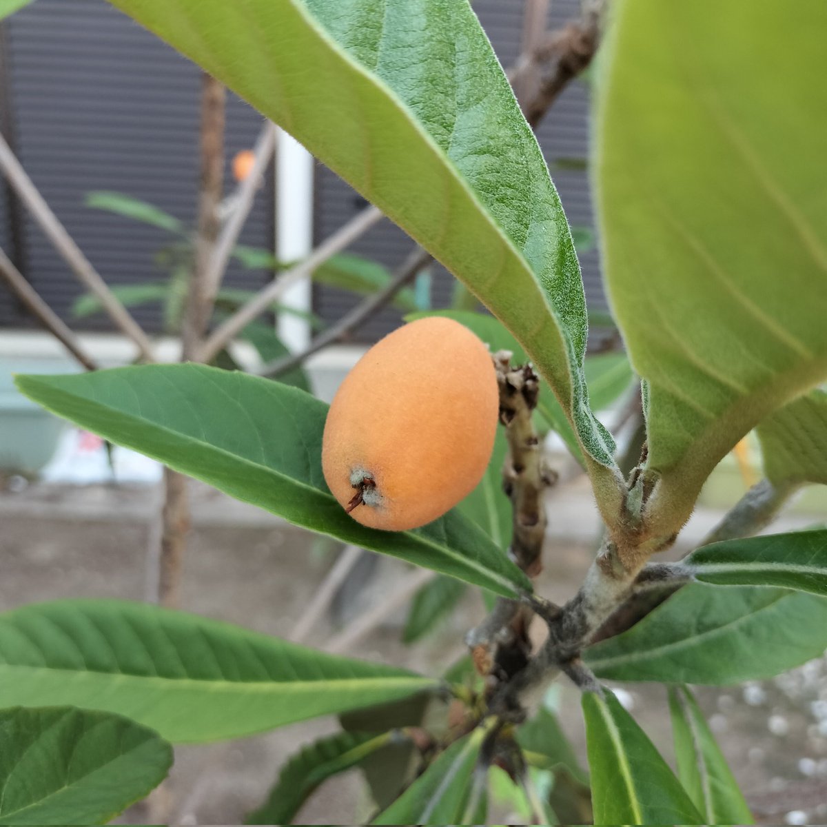 masamasa1's tweet photo. It's a beautiful day in Takaishi 😊 The azalea bushes I divided are in bloom. The persimmons look like they'll be a decent harvest this year. I'm enjoying eating loquats every day 🤩 #homegardening #azalea #persimmon #loquat https://t.co/RFziIMlD5T