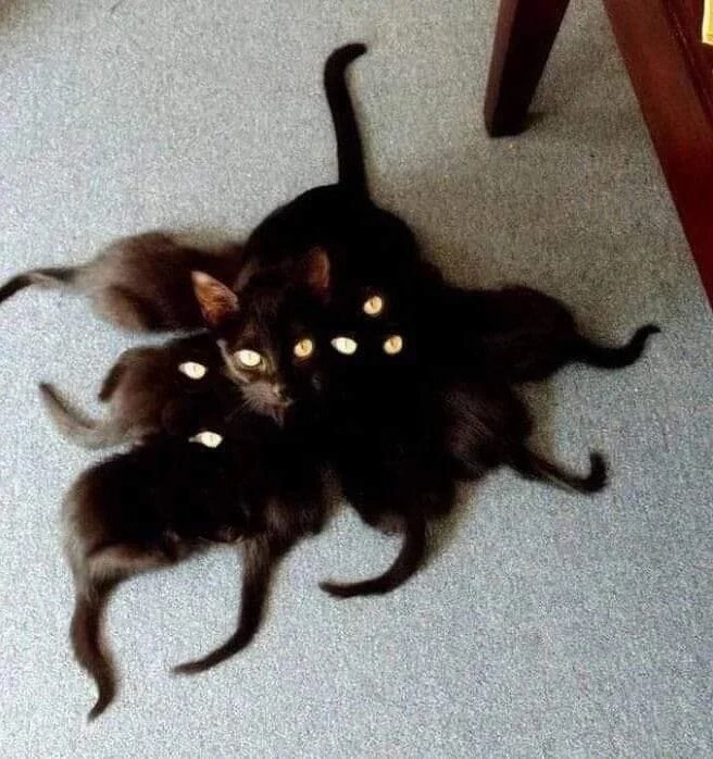 4mat.spinning cat tweet media