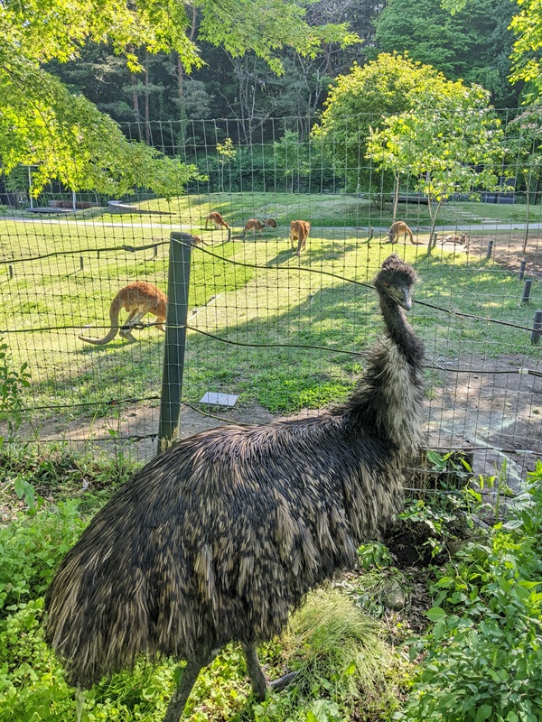 盛岡市動物公園 ZOOMO tweet media