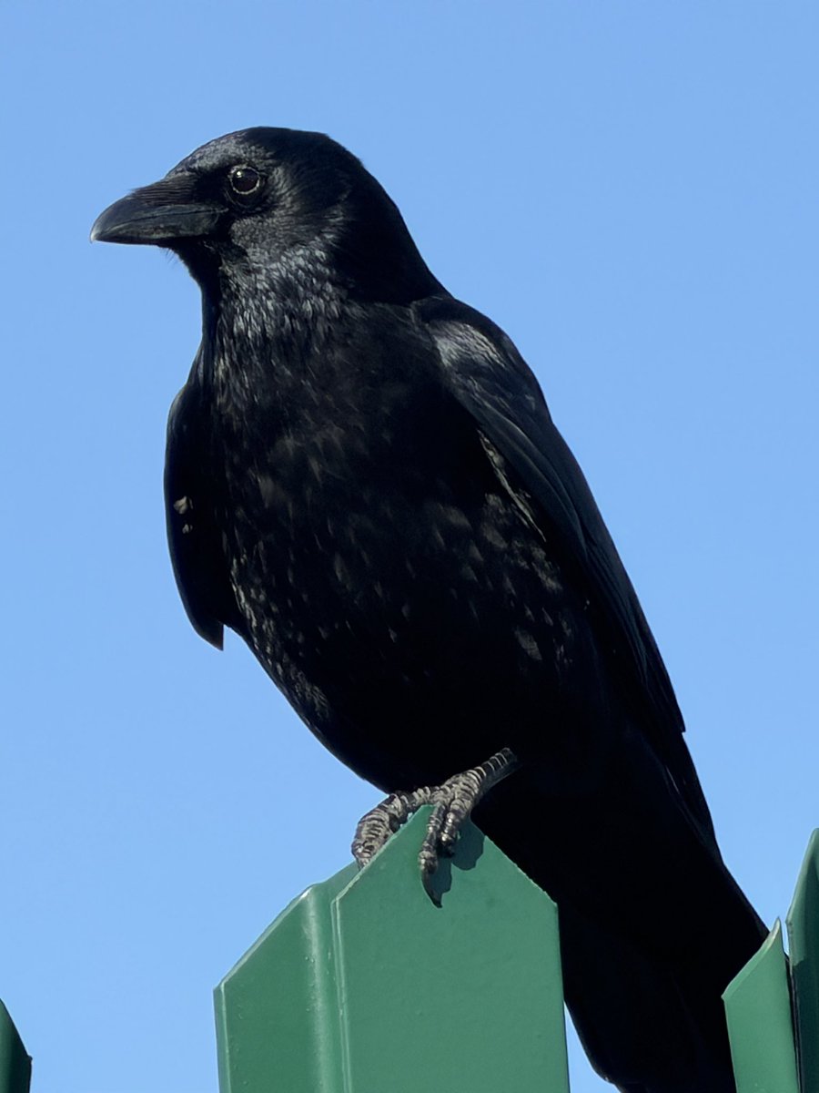 @forallcurious I have a crow 🤍