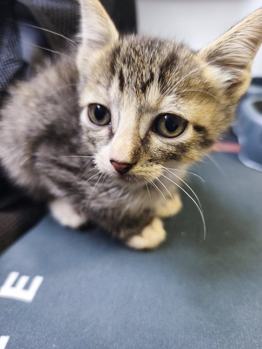 AcaEmmita's tweet photo. En otro orden de noticias: tengo gatitos en transitorio de nuevo.
Son chiquitititos y aún no tienen nombre.
Así que tiren ideas.
El atigrado es macho
La negra con amarillo es hembra https://t.co/e2PQZOV77N