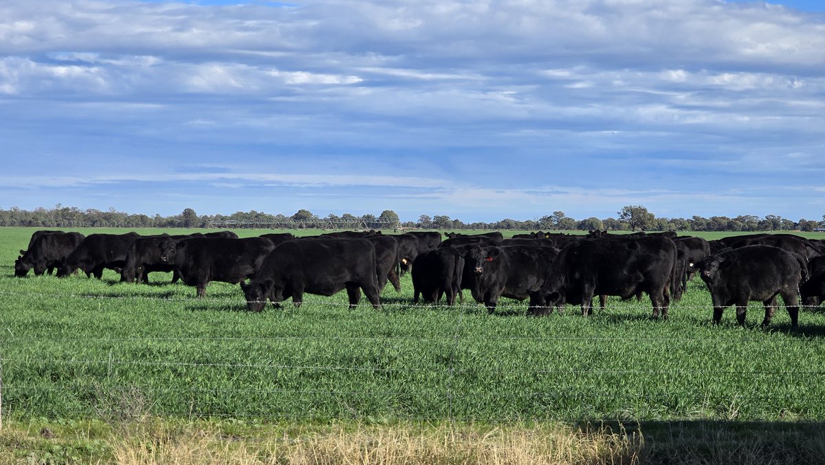 Jeremy_Morton_'s tweet photo. Cows giving the heads down to the late March sown #Illabo https://t.co/dIgqye38ic