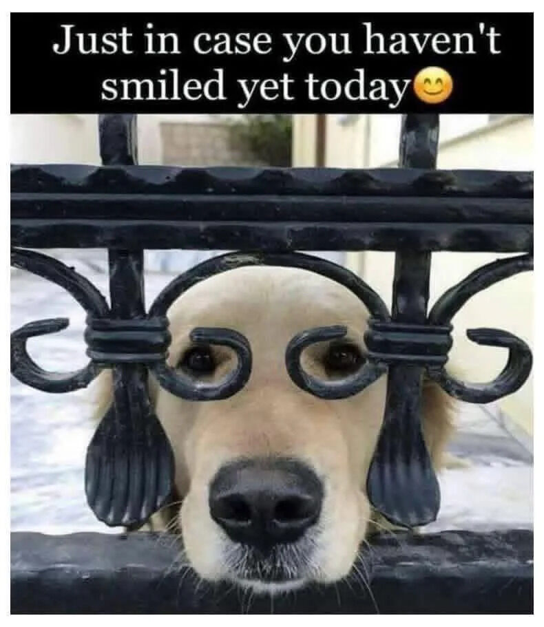 WholesomeMemes tweet media