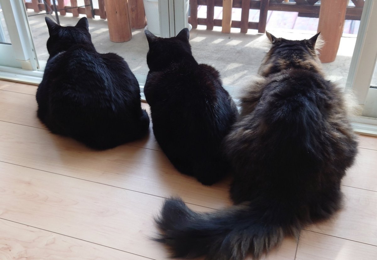 larson_san's tweet photo. 🏠️家の軒先に無許可で巣を作って
子育て中のムクドリ夫妻です
毎回の餌付けが…ま〜うるさい😫💦
ﾋﾞ~ﾋﾞ~ｷﾞｬｰｷﾞｬｰ　ﾋﾞ~ﾋﾞ~ｷﾞｬｰｷﾞｬｰ

慣れたけど…🙀😾😾💨
うるさくて眠れない３ﾆｬﾝ達です

早く巣立ってくれないかしら…
ちゃんと家賃払って行ってよ～〜💴🤣 https://t.co/ISpF0owBHm