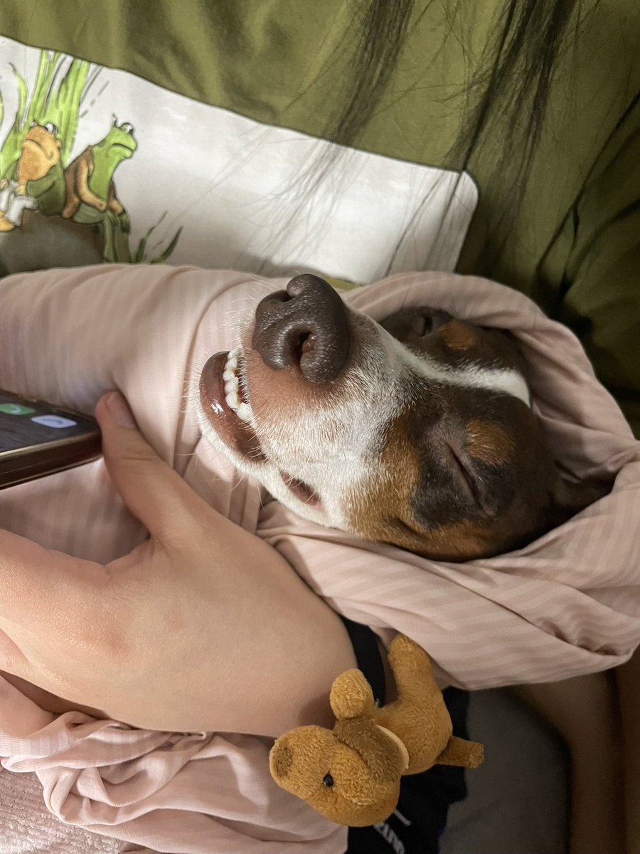 onz_ray's tweet photo. えっと……犬？😂 https://t.co/Di4GxqADZX