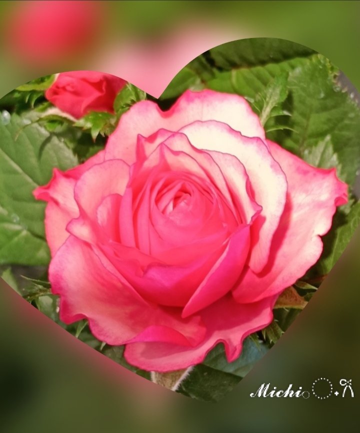 ちっち🌸𝓜𝓲𝓬𝓱𝓲ꕤ『心』が望むままに…🌹𓂅ᩚ𖧷𓏲𝓜 tweet media