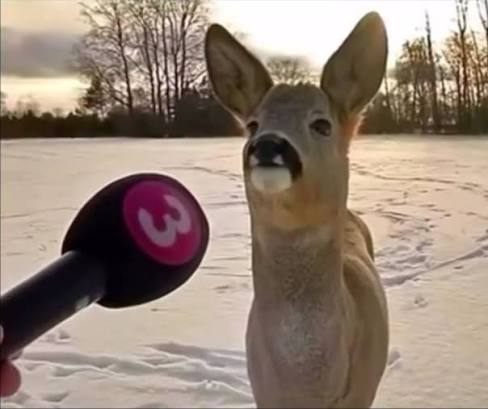 KC エレン 🇩🇿🇵🇸 tweet media