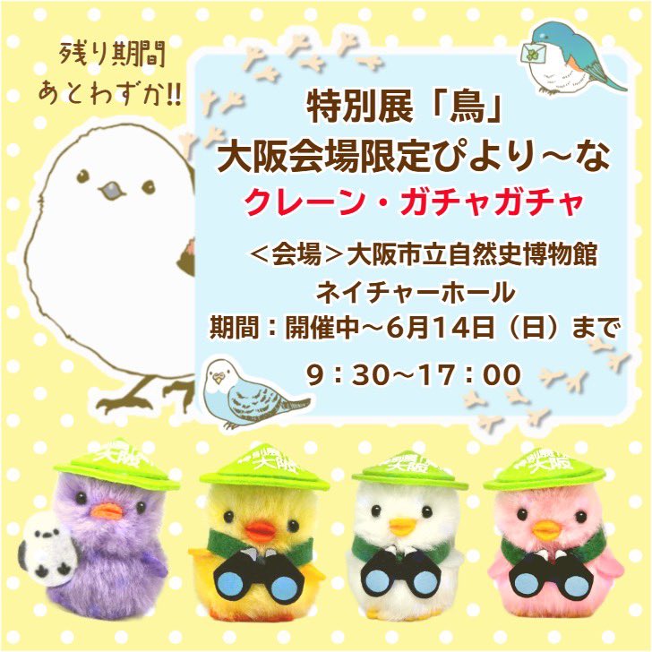 6月14日(日)まで！ 】 『特別展「鳥」』の残り期間あとわずか！ みんな
