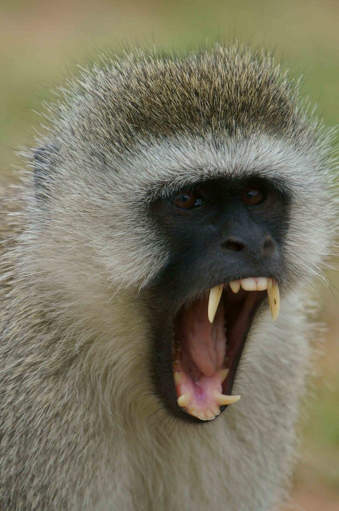 Fauna Fran tweet media