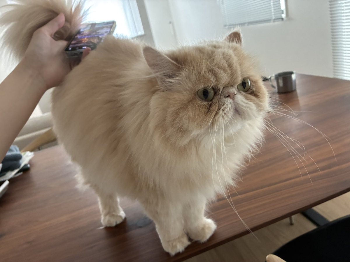 cat_unichan's tweet photo. ケツを撫でよ‼️ﾌﾟﾘﾝｯ
※スマホ置く暇ないくらいﾇﾙｯと通りすがる https://t.co/gzpk0oOWA0