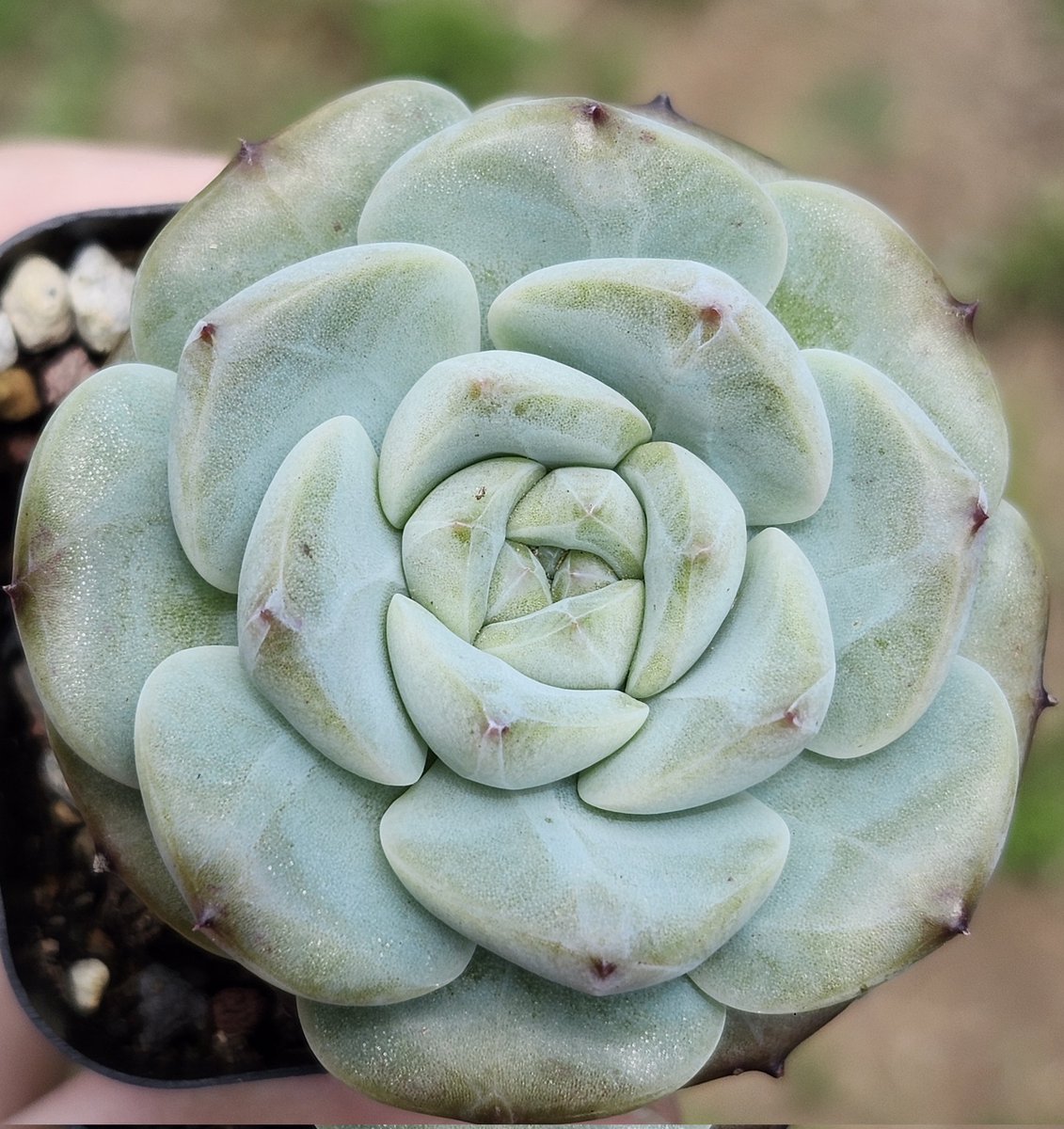 succincrazy's tweet photo. Echeveria Lemon Fresh https://t.co/Wa6iglXfWq